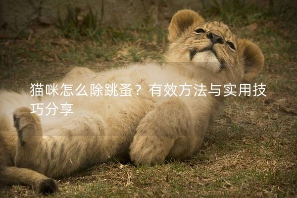 猫咪怎么除跳蚤？有效方法与实用技巧分享