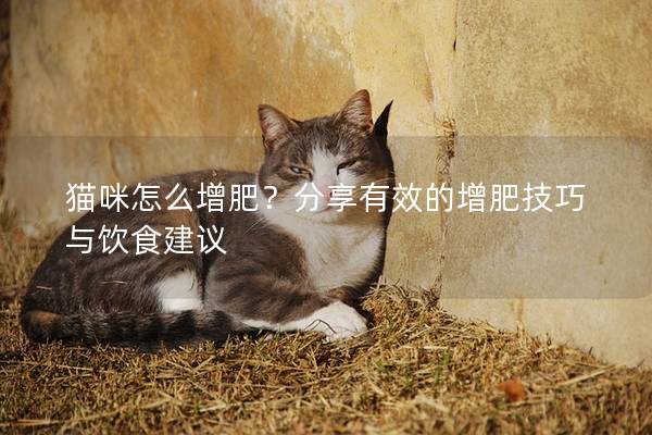 猫咪怎么增肥？分享有效的增肥技巧与饮食建议