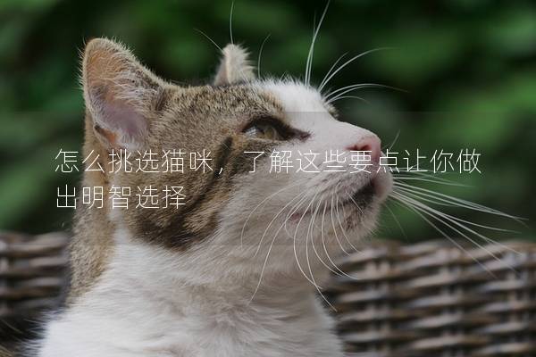 怎么挑选猫咪，了解这些要点让你做出明智选择