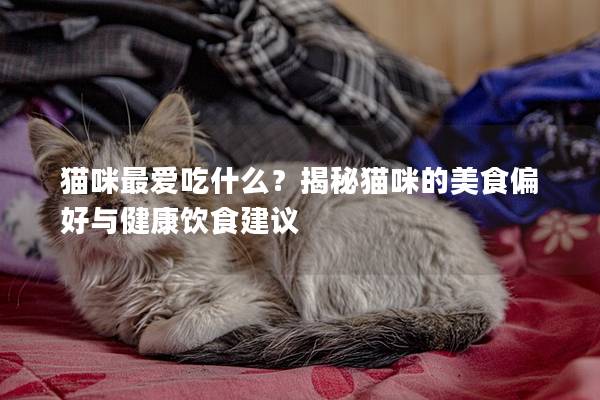 猫咪最爱吃什么？揭秘猫咪的美食偏好与健康饮食建议