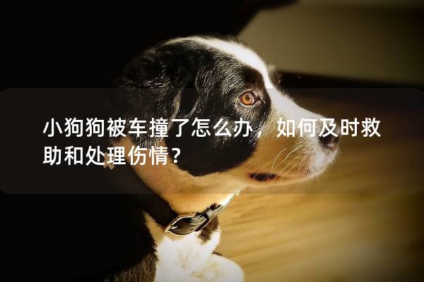 小狗狗被车撞了怎么办，如何及时救助和处理伤情？