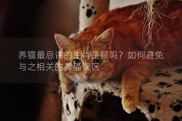 养猫最忌讳的生肖是鼠吗？如何避免与之相关的养猫误区