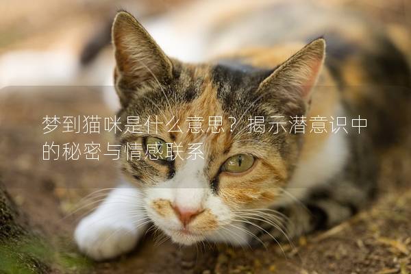 梦到猫咪是什么意思？揭示潜意识中的秘密与情感联系