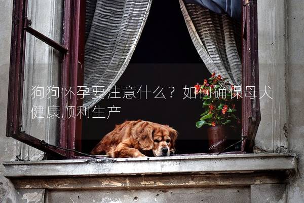 狗狗怀孕要注意什么？如何确保母犬健康顺利生产