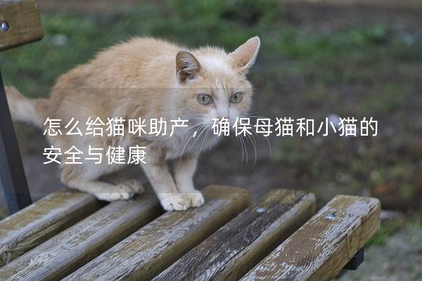 怎么给猫咪助产，确保母猫和小猫的安全与健康