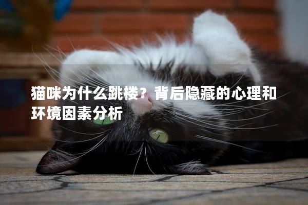 猫咪为什么跳楼？背后隐藏的心理和环境因素分析