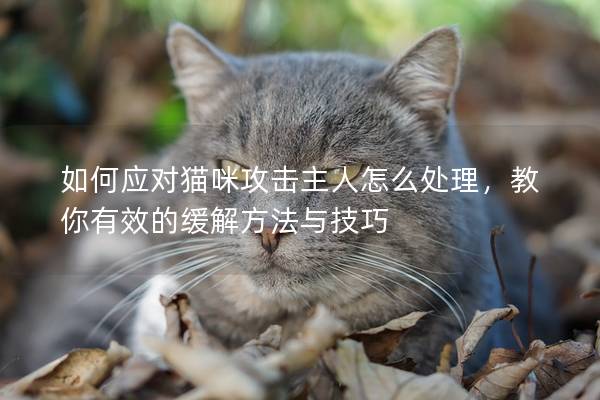 如何应对猫咪攻击主人怎么处理，教你有效的缓解方法与技巧