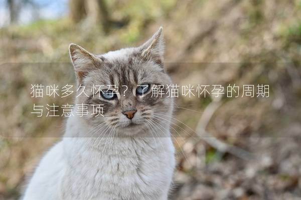 猫咪多久怀孕？了解猫咪怀孕的周期与注意事项