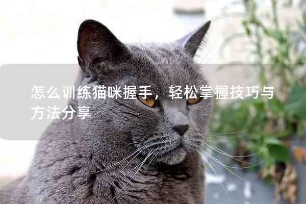 怎么训练猫咪握手，轻松掌握技巧与方法分享