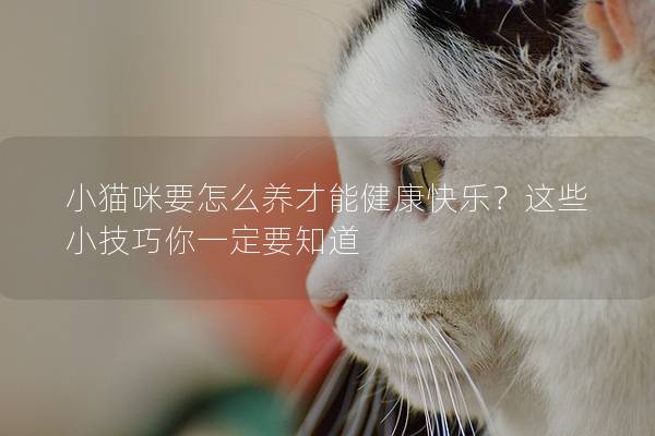 小猫咪要怎么养才能健康快乐？这些小技巧你一定要知道