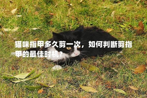 猫咪指甲多久剪一次，如何判断剪指甲的最佳时机？