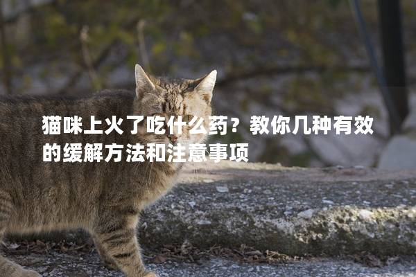 猫咪上火了吃什么药？教你几种有效的缓解方法和注意事项