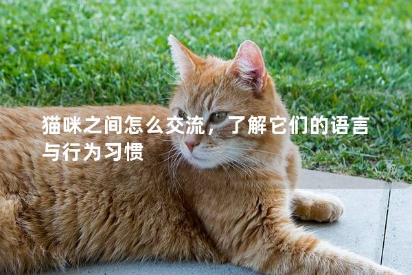 猫咪之间怎么交流，了解它们的语言与行为习惯