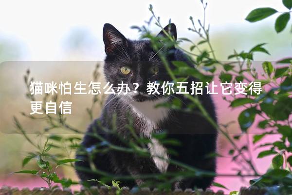 猫咪怕生怎么办？教你五招让它变得更自信