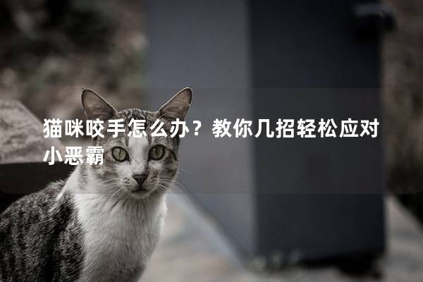 猫咪咬手怎么办？教你几招轻松应对小恶霸