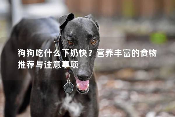 狗狗吃什么下奶快？营养丰富的食物推荐与注意事项