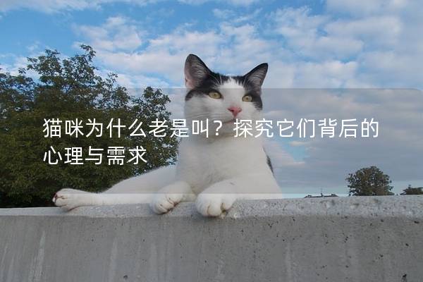 猫咪为什么老是叫？探究它们背后的心理与需求