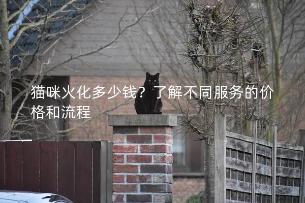 猫咪火化多少钱？了解不同服务的价格和流程