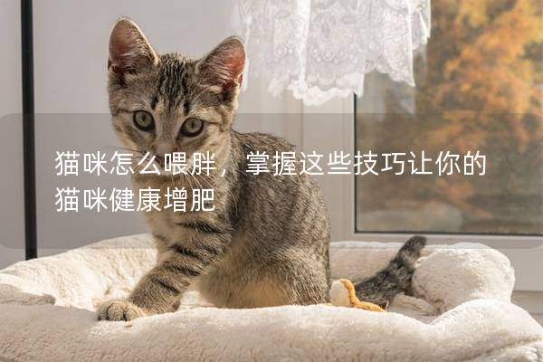 猫咪怎么喂胖，掌握这些技巧让你的猫咪健康增肥