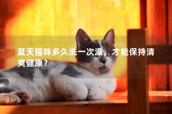 夏天猫咪多久洗一次澡，才能保持清爽健康？