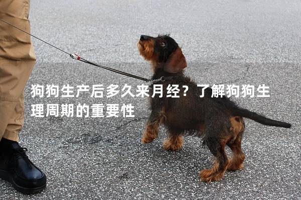 狗狗生产后多久来月经？了解狗狗生理周期的重要性