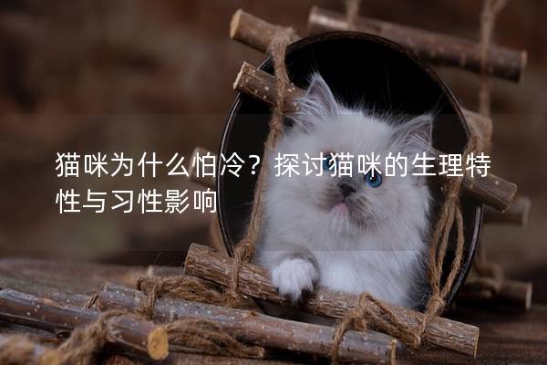 猫咪为什么怕冷？探讨猫咪的生理特性与习性影响