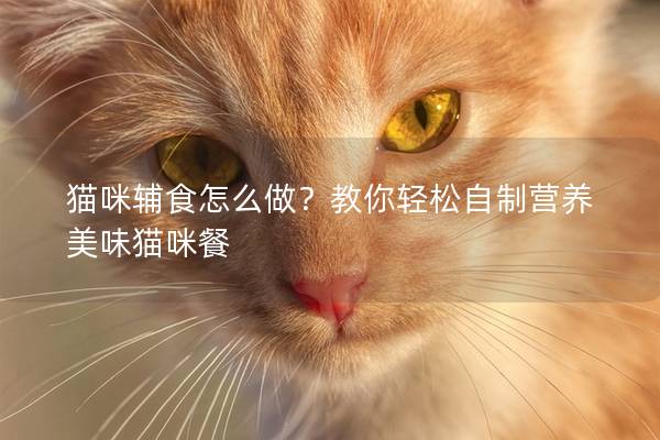 猫咪辅食怎么做？教你轻松自制营养美味猫咪餐