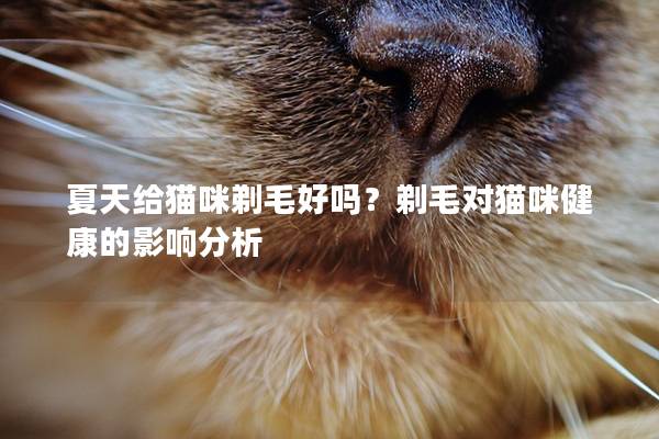 夏天给猫咪剃毛好吗？剃毛对猫咪健康的影响分析