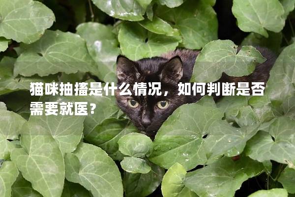 猫咪抽搐是什么情况，如何判断是否需要就医？