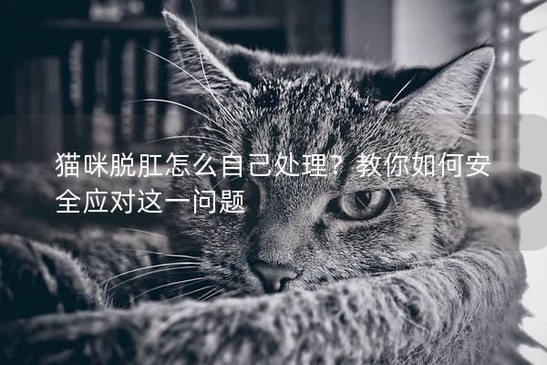 猫咪脱肛怎么自己处理？教你如何安全应对这一问题