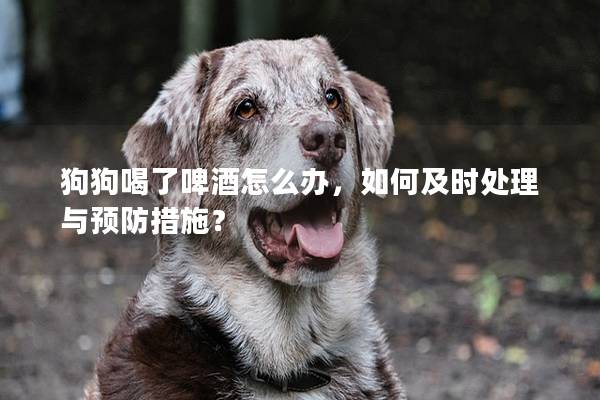 狗狗喝了啤酒怎么办，如何及时处理与预防措施？