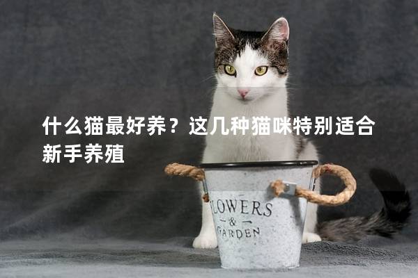 什么猫最好养？这几种猫咪特别适合新手养殖