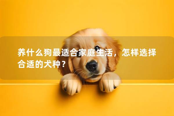 养什么狗最适合家庭生活，怎样选择合适的犬种？