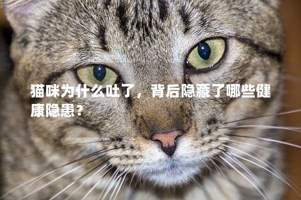 猫咪为什么吐了，背后隐藏了哪些健康隐患？