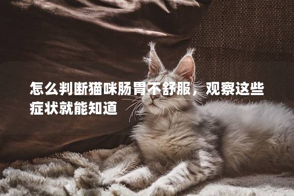 怎么判断猫咪肠胃不舒服，观察这些症状就能知道