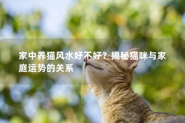 家中养猫风水好不好？揭秘猫咪与家庭运势的关系