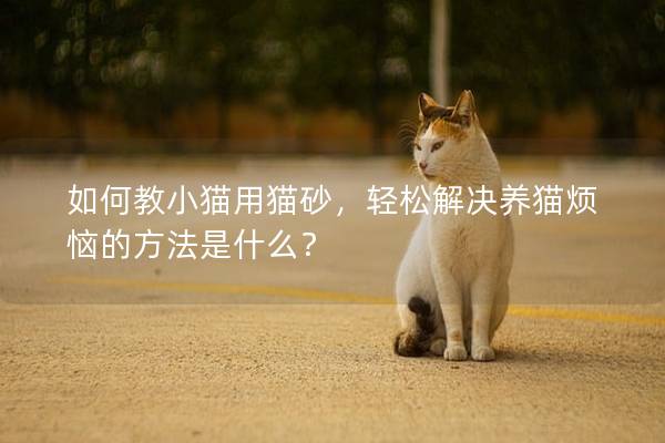 如何教小猫用猫砂，轻松解决养猫烦恼的方法是什么？