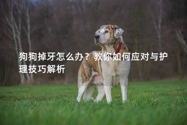 狗狗掉牙怎么办？教你如何应对与护理技巧解析