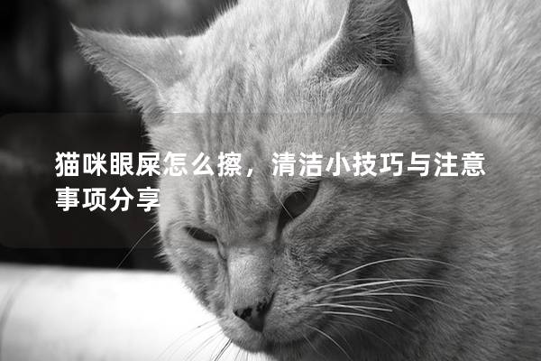 猫咪眼屎怎么擦，清洁小技巧与注意事项分享