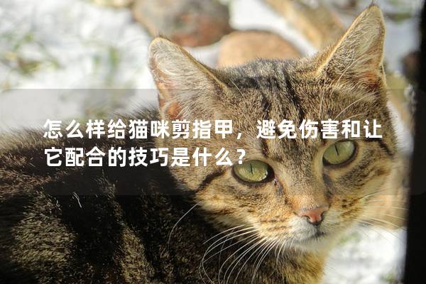 怎么样给猫咪剪指甲，避免伤害和让它配合的技巧是什么？