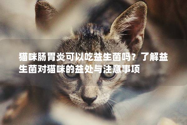 猫咪肠胃炎可以吃益生菌吗？了解益生菌对猫咪的益处与注意事项