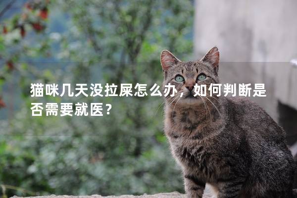 猫咪几天没拉屎怎么办，如何判断是否需要就医？