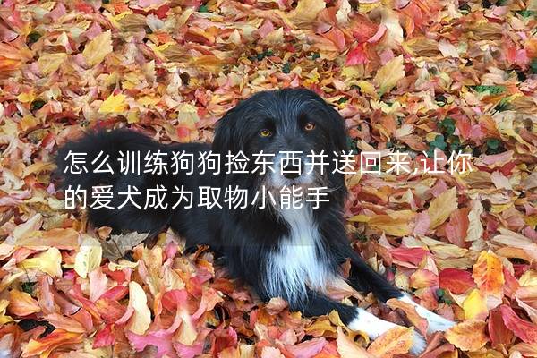 怎么训练狗狗捡东西并送回来,让你的爱犬成为取物小能手