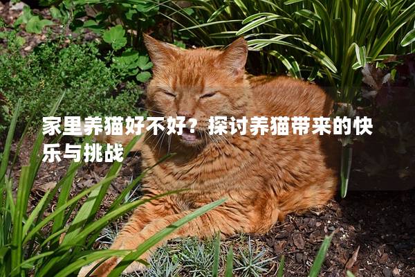 家里养猫好不好？探讨养猫带来的快乐与挑战