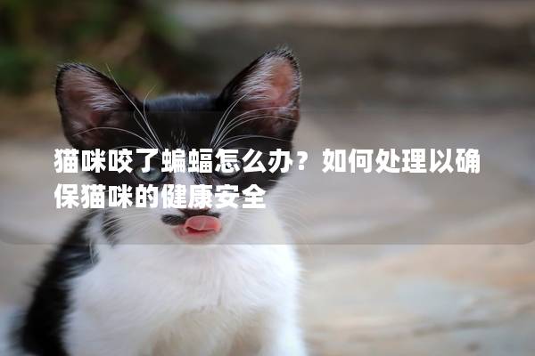 猫咪咬了蝙蝠怎么办？如何处理以确保猫咪的健康安全