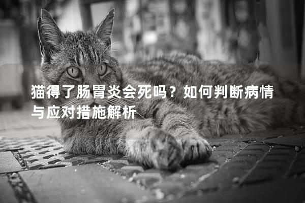 猫得了肠胃炎会死吗？如何判断病情与应对措施解析