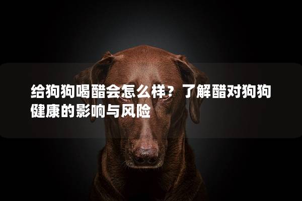 给狗狗喝醋会怎么样？了解醋对狗狗健康的影响与风险