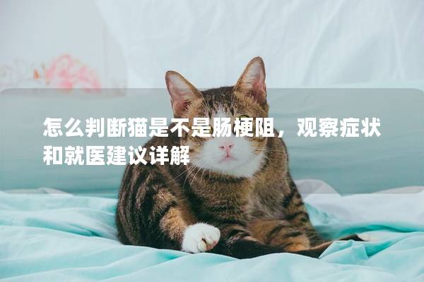 怎么判断猫是不是肠梗阻，观察症状和就医建议详解