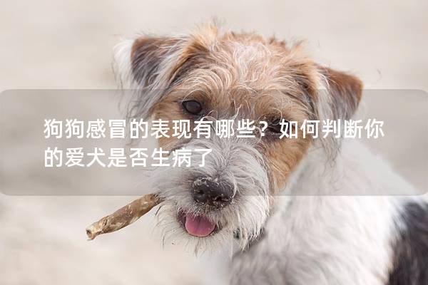 狗狗感冒的表现有哪些？如何判断你的爱犬是否生病了