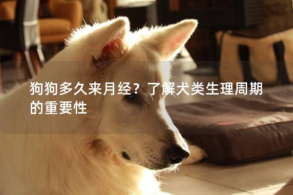 狗狗多久来月经？了解犬类生理周期的重要性